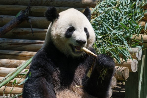 因高颜值出圈的华为hr自曝已离职，已开启直播